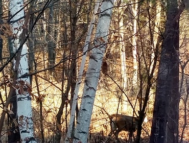 Author Pia Manning's Real Life short story "The Opener", deer in a forest image